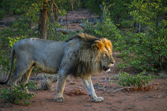 非洲狮子男在南非洲Kruge公园的黄昏中行走felida的SpciPanthrlo家庭图片