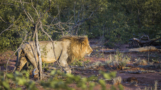 在非洲南部的Kruge公园中行走的非洲狮子男南部的felida的SpciPanthrlo家庭图片