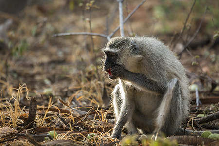 在非洲南部的Kruge公园灌木丛中吃种子的猴非洲南部的ceropitheda的opithda杂草动物家庭图片