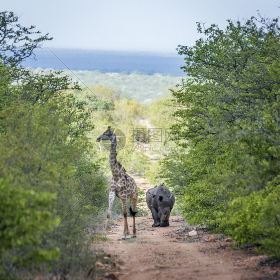 南部非洲kruge公园的南部白犀牛和长颈鹿南部非洲kruge公园的南部白犀牛和长颈鹿图片