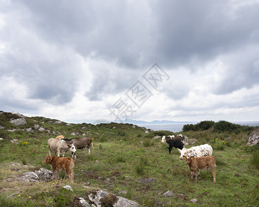 克里半岛上的牛群和沿克里河环边的伊莱兰图片