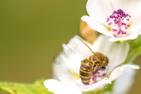 蜜蜂在夏季的德国棉花糖上图片