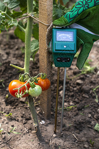 土壤湿度计测试器用数字设备测量番茄植物湿度的土壤花园中的女农民业新技术的概念图片