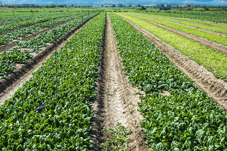 菠菜农场野外的有机菠菜叶农业生物产概念阳光明媚的一天图片