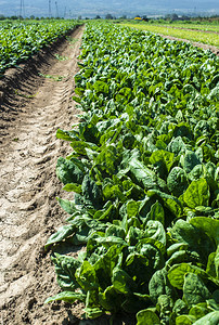 菠菜农场野外的有机菠菜叶农业生物产概念阳光明媚的一天图片