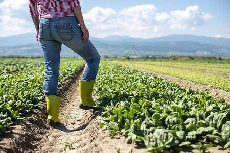 在菠菜田上行走的女绿靴子工业菜园里的农夫图片