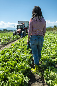 在生菜冰山田里穿着绿靴的女人农夫在工业菜园里图片