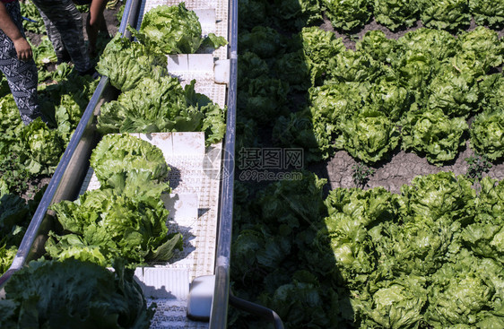 自动生产菜的拖拉机农场田地的生菜冰山采摘机农业自动化的概念图片