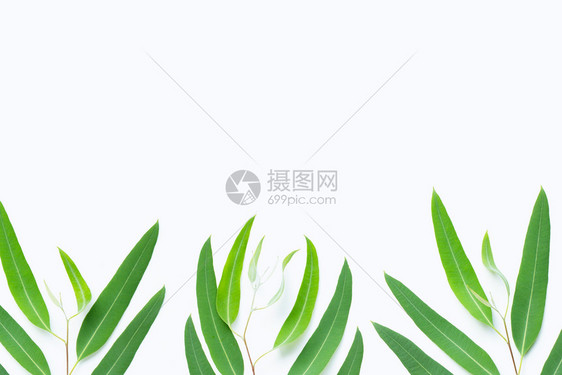 带复制空间的白色背景上绿eucalypts绿分支图片