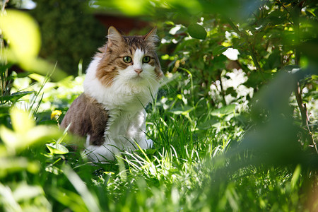 户外关闭家花园里的猫图片