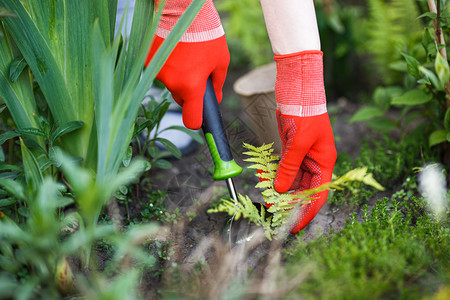 一名戴红色手套的女园丁仔细地从土壤中提取出一剂生来进行移植背景图片