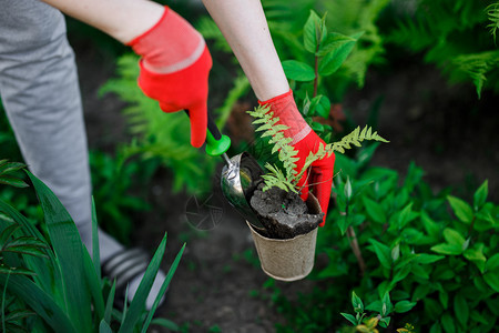 园艺妇女在其维持和爱好概念中种植花卉园艺妇女在其维持和爱好概念中种植花卉图片