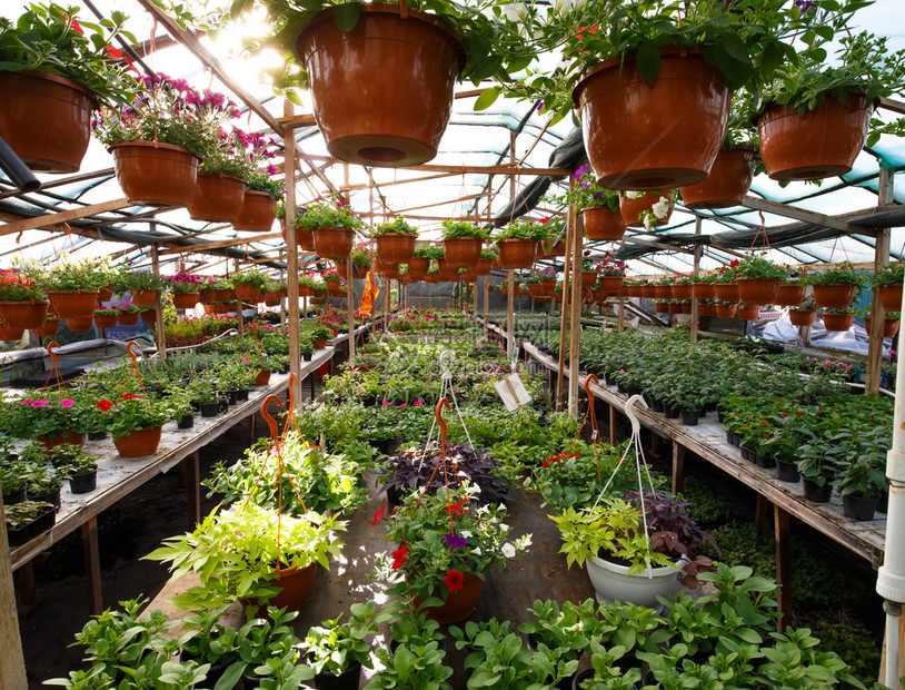 温室里的花朵高清图片下载 正版图片 摄图网