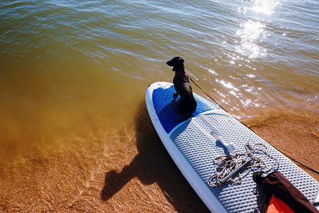 可爱的黑狗准备冲浪图片