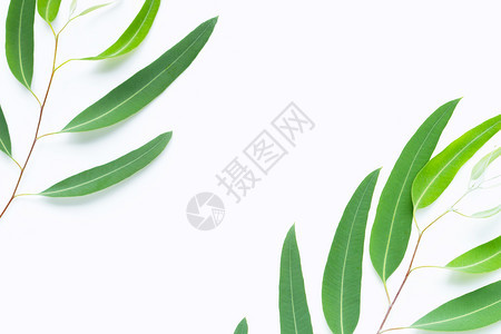 带复制空间的白色背景上绿eucalypts绿分支图片