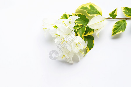 白色的花背景图片