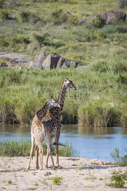 南非洲Kruge公园河岸两对长颈鹿非洲南部Kruge公园长颈鹿的家庭非洲南部Kruge公园长颈鹿图片