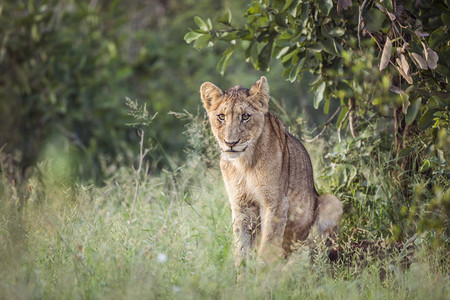 非洲青年狮子坐在非洲南部的Kruge公园Felida的SpiPanthrlo家庭图片