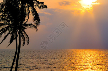 金色的日落笼罩在海洋上对着天空椰子树的暗影图片