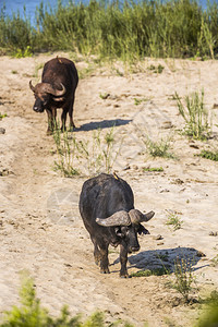 非洲水牛在南部Kruge公园的河岸上行走非洲南部Kruge公园的非洲水牛Bovidae的SpciComptruscafer家庭图片