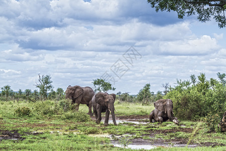 3个非洲灌木大象在南非洲Kruge公园洗澡3个非洲灌木大象家庭非洲南部Kruge公园非洲灌木大象图片
