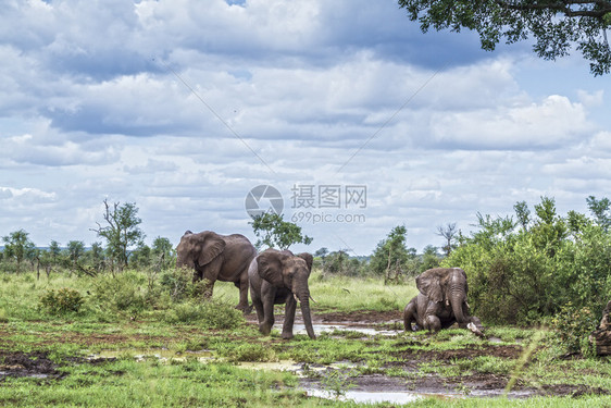 3个非洲灌木大象在南非洲Kruge公园洗澡3个非洲灌木大象家庭非洲南部Kruge公园非洲灌木大象图片
