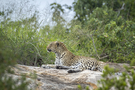 位于非洲南部Kruge公园的岩石上非洲南部Kruge公园的Pepianthrpdus家庭非洲南部Kruge公园的豹图片