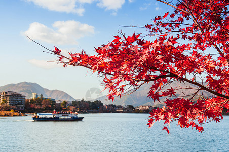 冬季美丽的湖川口子秋天有选择地以红叶为着眼点背景里有模糊的旅游观光船图片