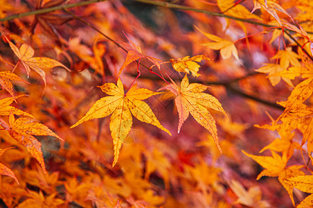 黄色秋的叶紧贴详细背景日本色彩多的季节变化概念自然景点壁纸图片