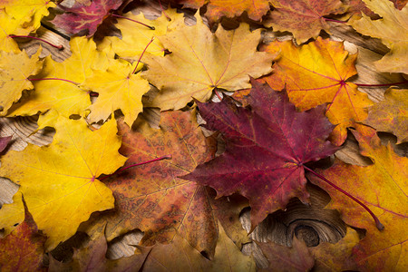 秋天黄色橙色和红色的品红色枫叶点缀在质朴的木质背景上图片