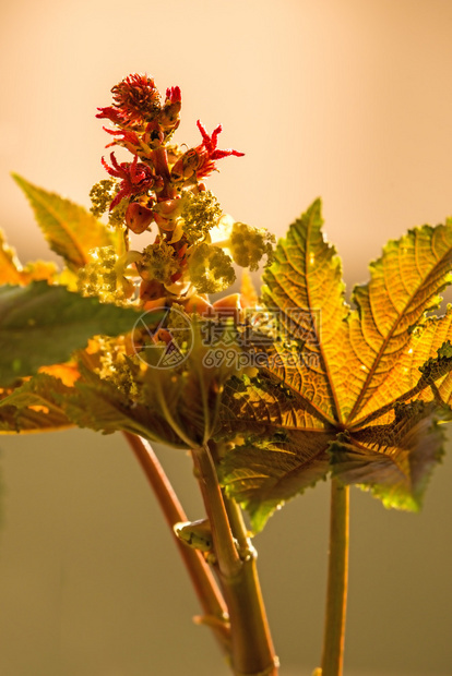 含有叶子和花朵的油植物图片