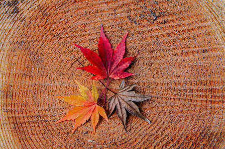 树干上七叶木紧详细背景日式色彩多的季节改变概念自然景象壁纸图片