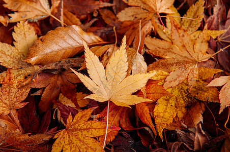 黄秋地上叶子贴近详细背景日本色彩多的季节改变自然景点概念壁纸图片