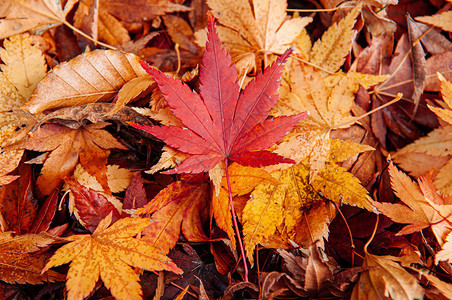 红色黄秋天的红叶地上的红黄色秋叶上紧贴详细背景日本色彩多的季节变化概念自然场景壁纸图片