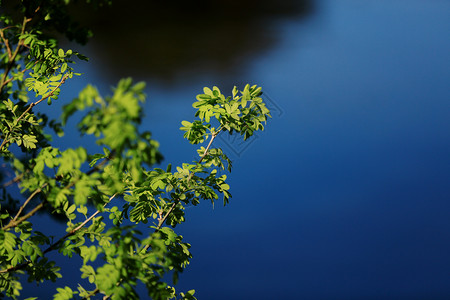 从竹叶落下的水滴图片