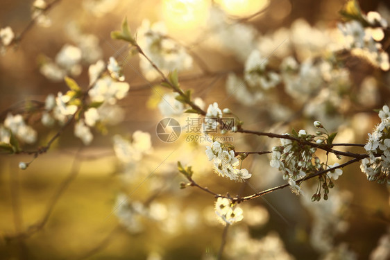 春樱花白季节花图片