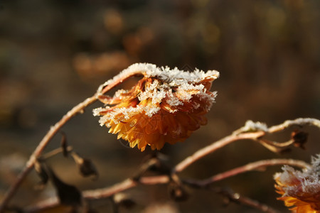 黄色菊花覆盖雪黄色朵覆盖霜冻黄色菊花覆盖雪霜图片