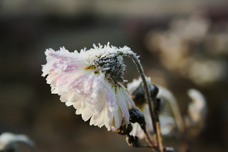 白花被霜覆盖图片