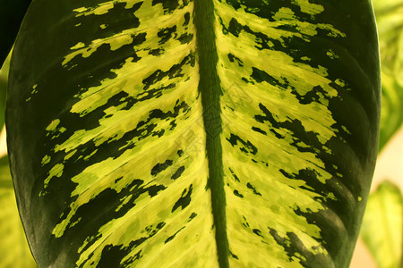 热带树叶草自然背景或由各种植物组成的背景草叶自然或由各种植物组成的背景图片