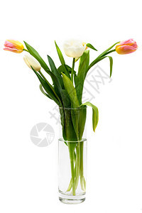 黄色粉红和白郁金香花束白色背景的黄粉红和白郁金花束带有香的花瓶图片