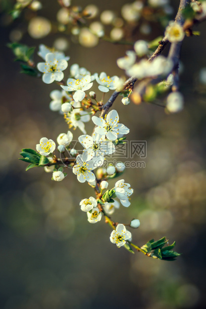 春开樱花图片