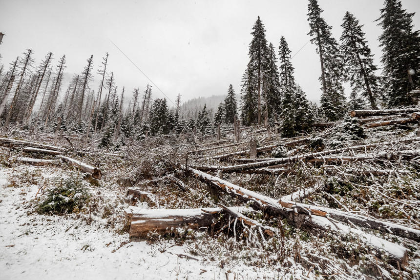 冬季雪树和砍伐木的山底脉morske风雪树和冬季的林山底okpland图片