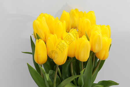 白色的黄郁金花朵在白色背景上分离用于创作设计和装饰白色的黄郁金花朵用于创作设计和装饰图片