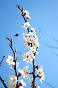 盛开有授粉蜜蜂的杏树春开果樱花枝图片