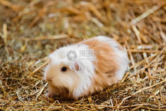 干草里的白红猪可爱的白在家里的小宠物可爱红白猪小宠物图片