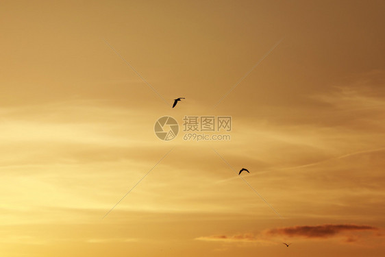 日落和黄昏是降雨的天空背景日落前的天空中鸟日落前天空中鸟日落和黄昏时的鸟飞行是降雨天空背景图片