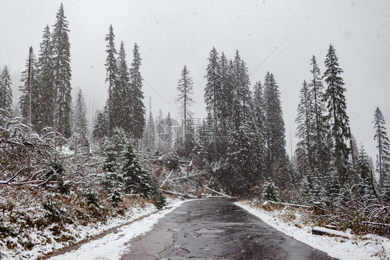 冬季公路旁的大树被白雪覆盖图片