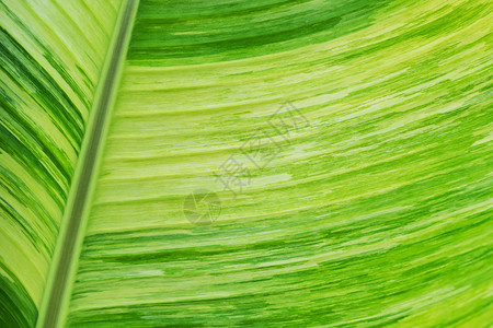 封闭绿色香蕉叶纹理作为抽象背景自然艺术图片