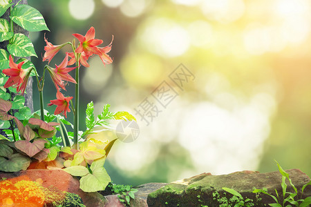 日落时天色模糊的红花和植物与耀斑夏季自然背景图片