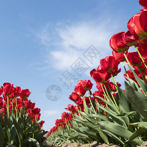 红丘郁金香和蓝天空以平方图像在河内草原上图片